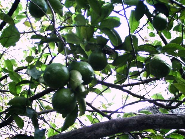 Lime Tree